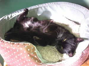 sooty soaking up some sun1