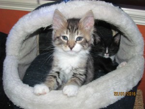 chewy & florence settling3