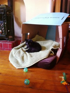 goliath settling in new home