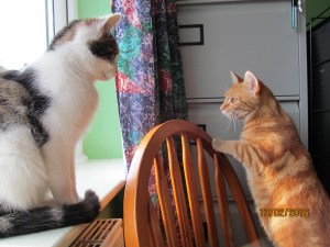 kiti & knut a romance not to be