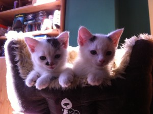 pixi & pudsey in their basket3