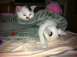 pixi & pudsey sleeping1