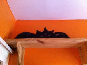 wynter & wispa spayed2