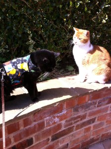 sooty butterfly jacket7