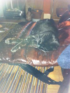 sooty in my chair1