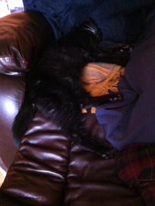 sooty in my chair3
