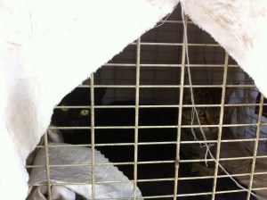 richmond pair arrive1