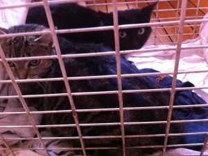 richmond pair arrive2