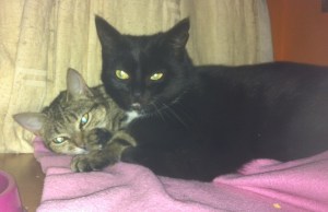 tabbytha & mowse cuddling each other3