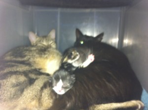 tabbytha & mowse early days with kits02