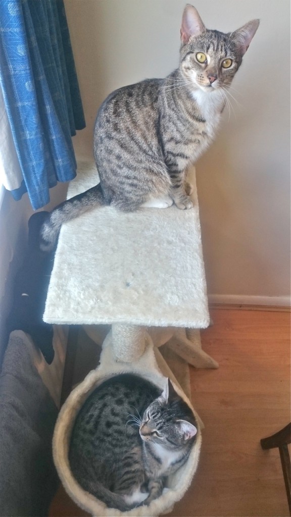 yasmin &amp; yoko april 2016 a