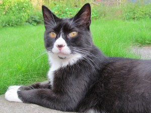 puddy-hot-in-garden01