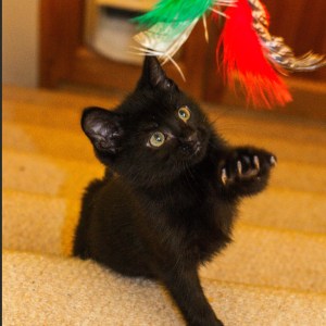 13558591_296530064017928_7455733773796977394_o