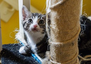 13576622_296529260684675_6303970317747060388_o