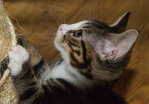 13584895_296531674017767_4070450147145500577_o