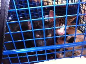 on the way to new home