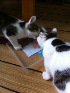 kanga-kwala-sharing-a-slice-of-ham