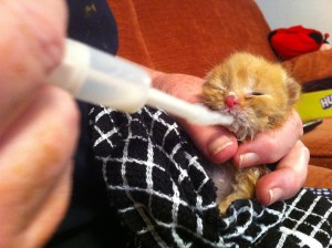 rufus-with-aunty-jenny1