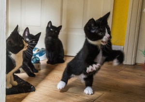 gang of rowdy kittens