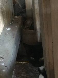 first-sight-of-tab-in-new-home