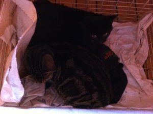 richmond-pair-arrive3