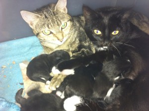 Tabbytha & Mowse with kits