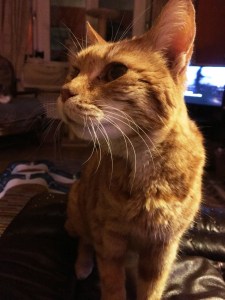 henderson-looking-like-a-normal-cat1