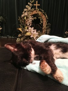 tippy-at-crematorium1