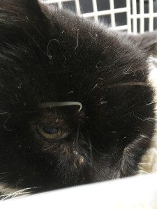 tippy-on-way-to-vets