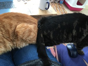 backend clash between henderson & howard