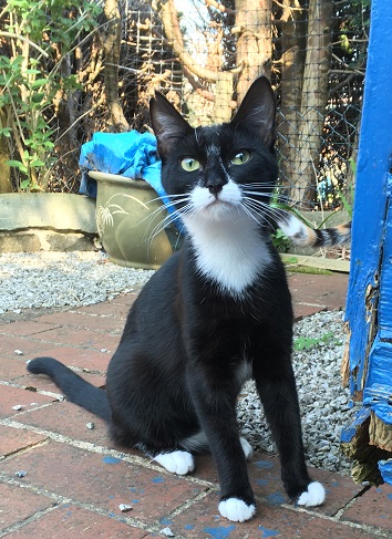 dasher playing out (3)